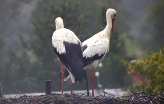 Imagen de vista previa de la cámara web Storks Albrechtice